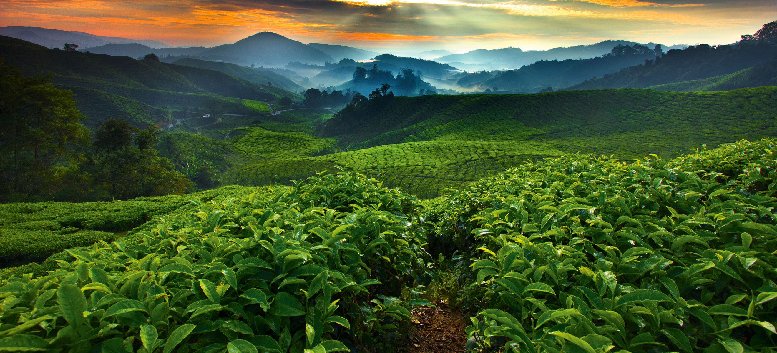 Im Hochland von Costa Rica wachsen Kaffeesträucher, deren Bohnen später zu exquisiten Kaffees veredelt werden. 