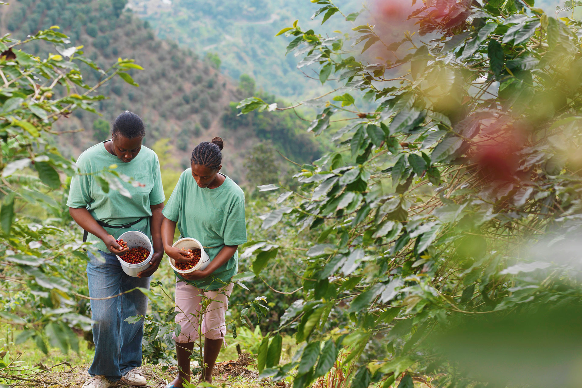In Ländern wie Äthiopien pflücken Erntehelfer die reifen Kaffeekirschen überwiegend per Hand.