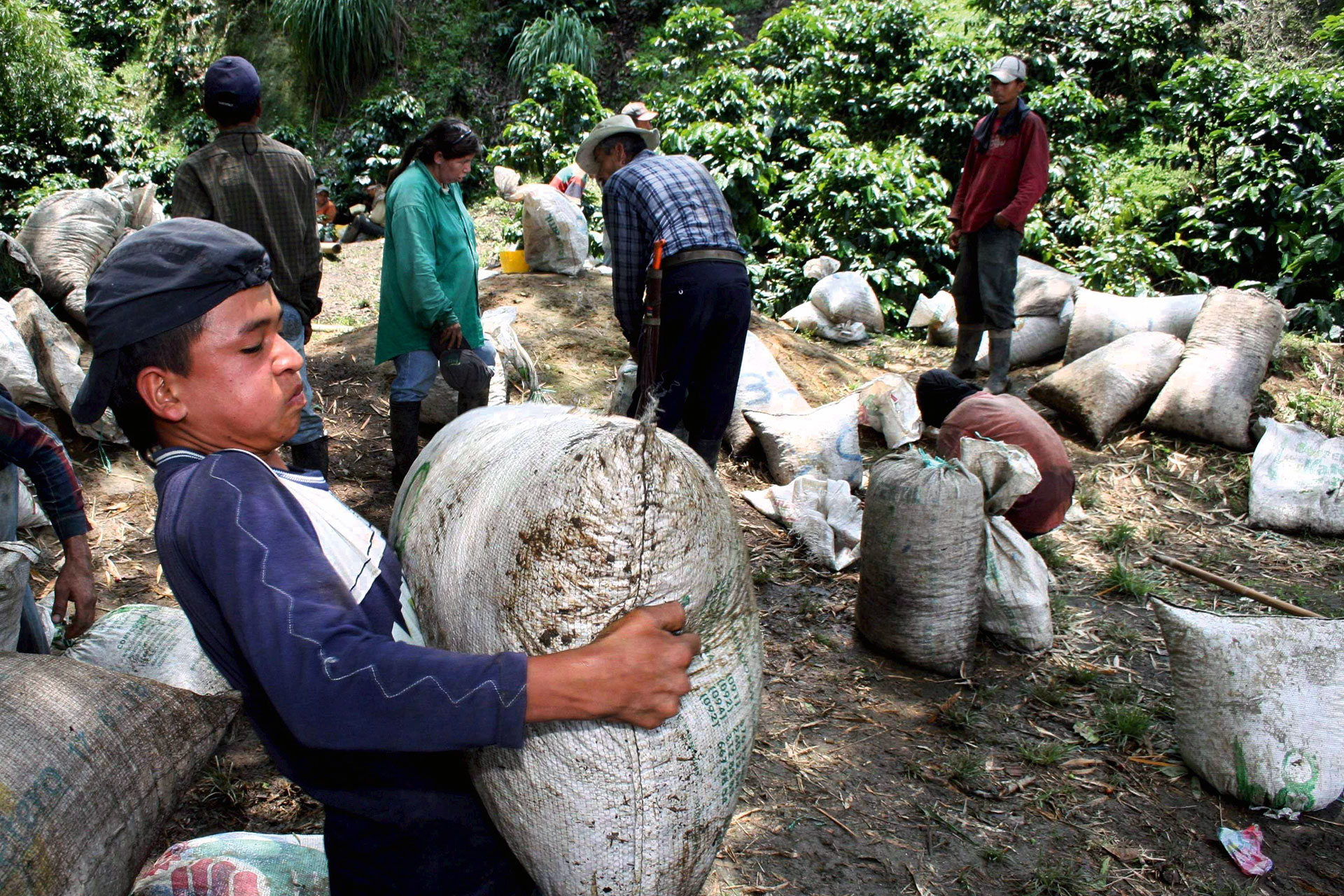 Kaffeefarmer im Herzen Kolumbiens: Die Bauern können von ihrer Arbeit oft nicht mehr leben, seit der Weltmarktpreis für Kaffee ins Bodenlose gestürzt ist.