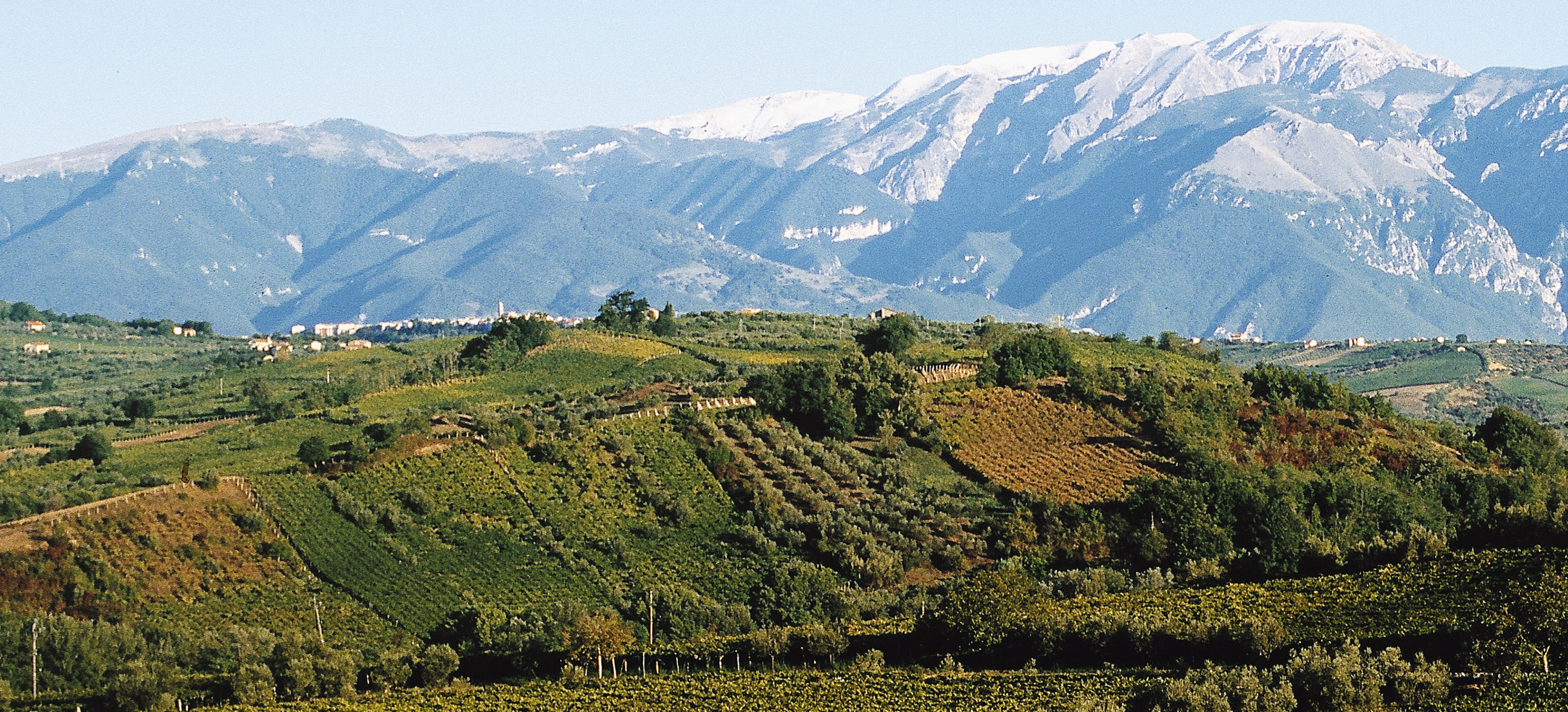 »Cantina Tollo« Weinlandschaft in den Abruzzen