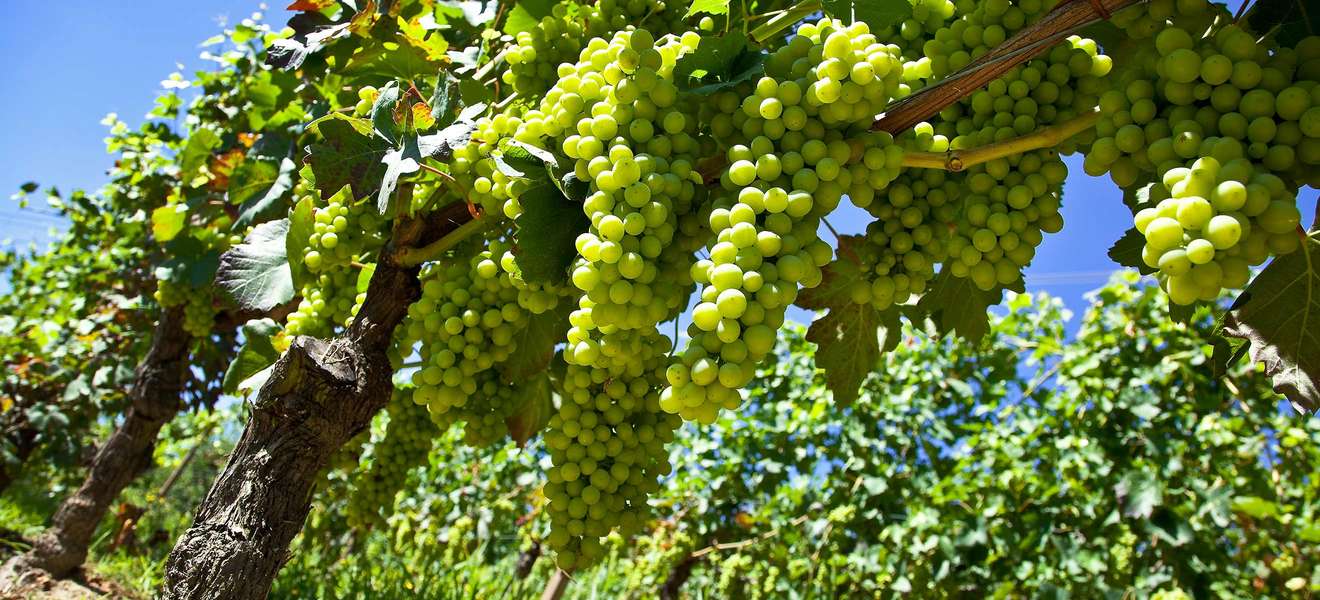 Moscato-Trauben in den Weingärten von Piemont, Italien.  