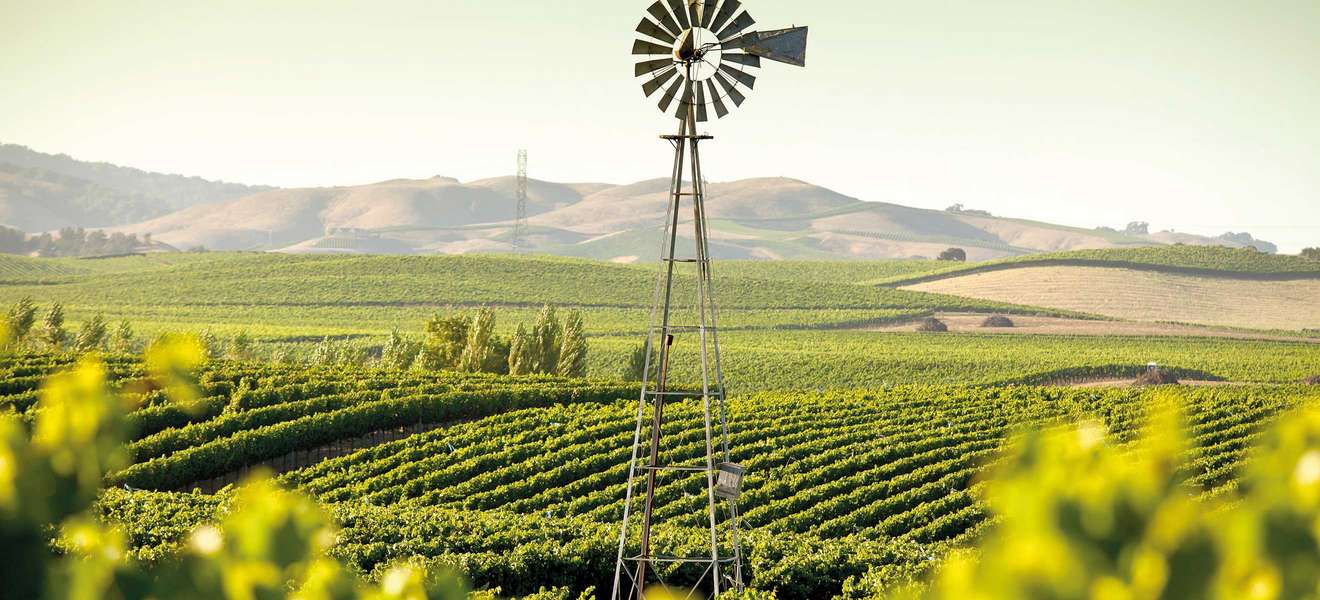 Weingärten im Napa Valley