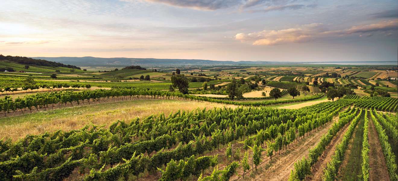 Das sanfte Hügelland  westlich des Neusiedler Sees ist der Ursprung mineralischer Weißweine und  finessen- reicher Rotweine.