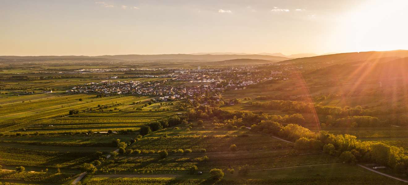 Vineyards near Eisenstadt, Burgenland, Austria