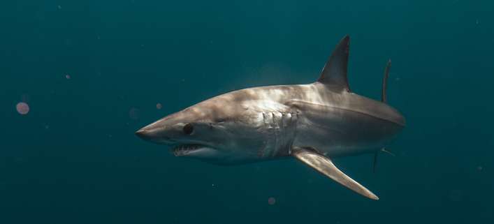 Hai Attacke Rotes Meer Mako Hai