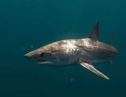 Hai Attacke Rotes Meer Mako Hai