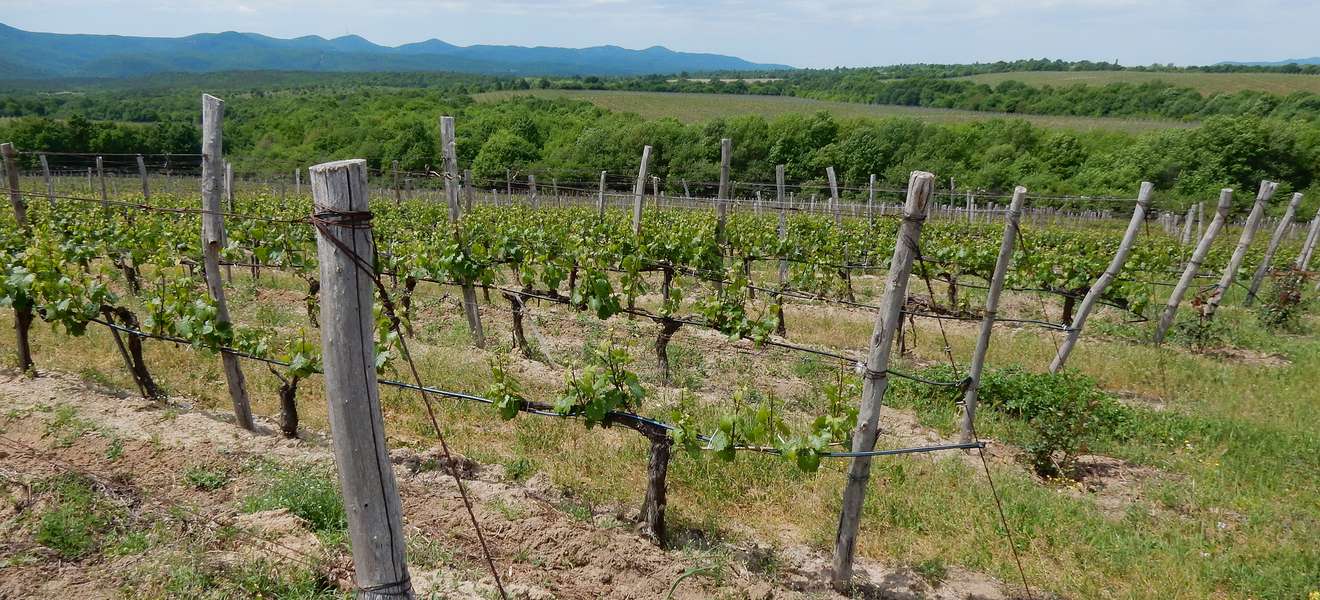 Im Süden Bulgariens nahe der Grenze zu Griechenland herrschen für das Weingut Katarzyna ideale klimatische Bedingungen.