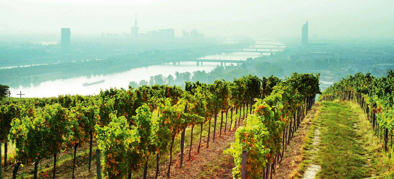 Vor den Weinrieden am Nussberg im Norden von Wien eröffnet sich das gesamte Panorama der Donaumetropole.