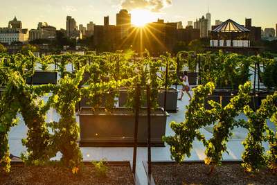 Hat der Wein von der Dachterrasse das Zeug zum Kult? Auf jeden Fall liegt er voll im Trend: Junge New Yorker kaufen gern regional, urbane Landwirtschaft über den Dächern der Großstadt boomt schon länger.
