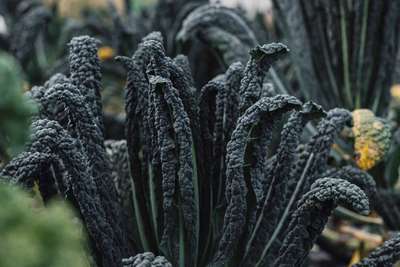 Schwarzkohl gilt in  Italien schon lange als winterliche Delikatesse, bei uns wird er erst ­langsam entdeckt.