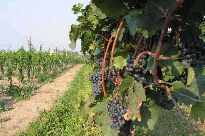 Hier hängen die Trauben noch – bevor sie zu köstlichem Wein verarbeitet werden.