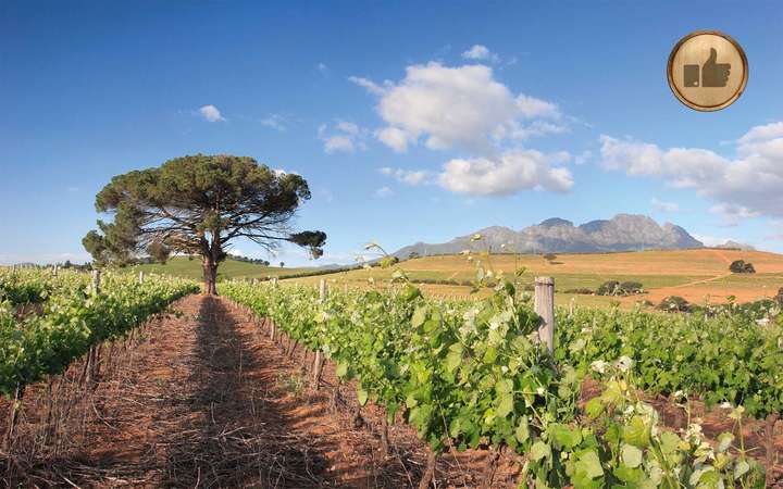 2015 könnte einer der besten Weinjahrgänge Südafrikas werden.