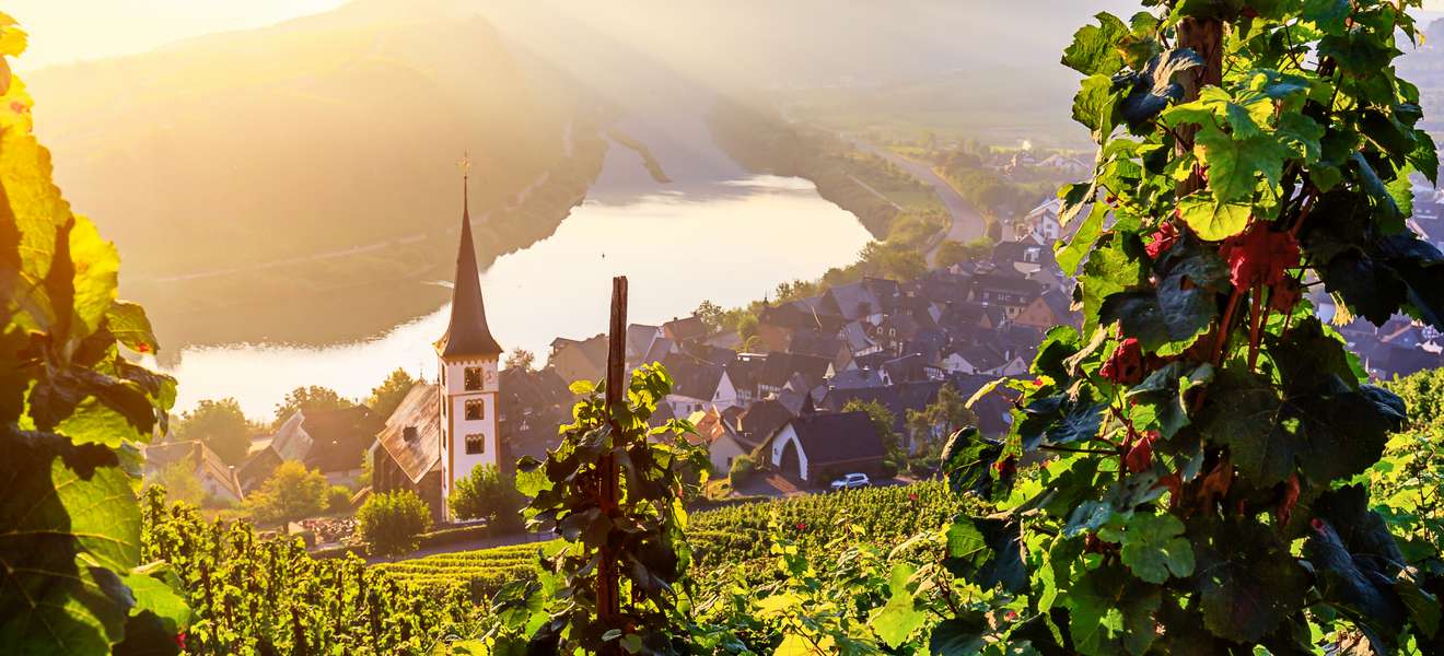 Vineyards in the Moselle Valley