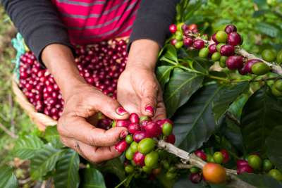 In Nicaragua wenden die Produzenten für einen süssen Ansatz die «Black Honey» Methode an.