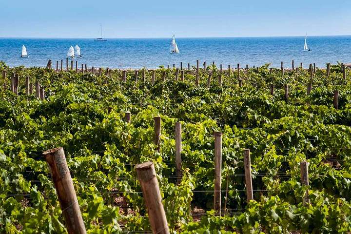 Das Weingut Firriato liegt auf der Insel Favignana, nur wenige Kilometer von Sizilien entfernt.