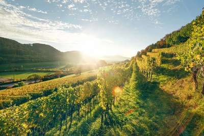 Bis zur Reblauskatastrophe gehörte der Aargau zu den größten Weinbaukantonen des ganzen Landes. 