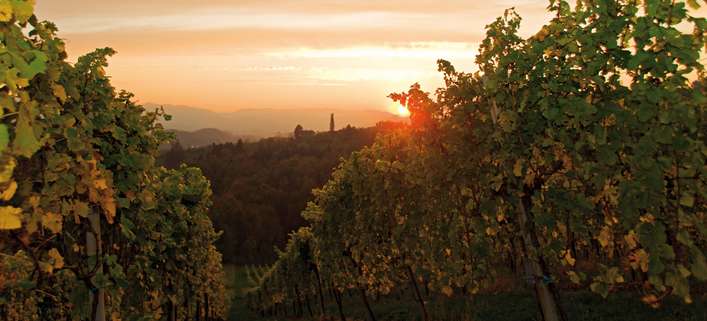 Kaum eine andere Weinnation bringt so viele verschiedene Rebsorten in Spitzenqualität auf den Markt wie Österreich.
