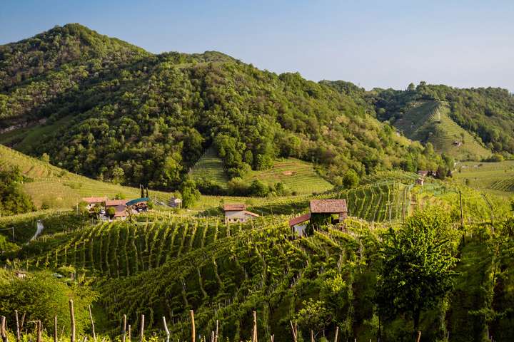 Steile Lagen. Die Trauben für Prosecco Superiore DOCG wachsen in klein parzellierten Hügellagen.