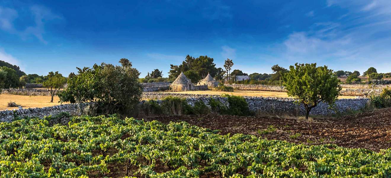 Typisch Apulien: Zwischen den traditionellen Trulli-Häusern wachsen Olivenbäume und Reben.
