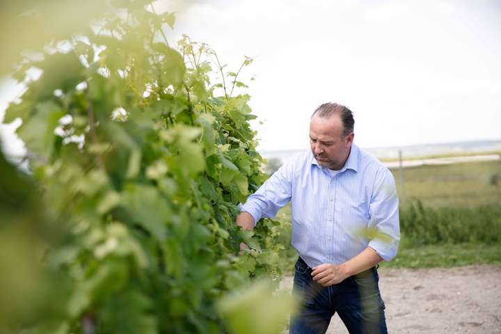 Gerhard Kracher in seinem Weingarten