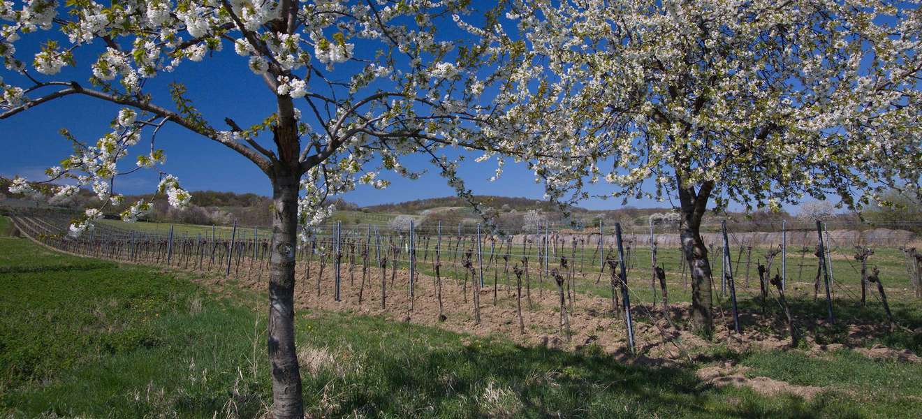 Mit den ersten Kirschblüten hält der Frühling auch in den Weingärten Einzug. 