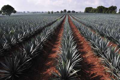 Verlässt man Guadalajara beginnen recht bald einmal die Felder der blauen Agave, aus der Tequila hergestellt wird.