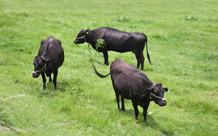 Wagyu-Rinder: Die ersten Tiere gelangten Mitte der 1990er-Jahre in die USA.