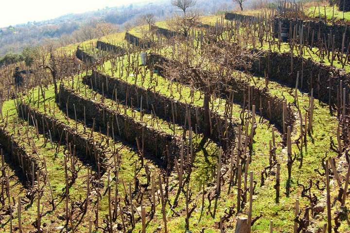 Der Boden um den Ätna ist reich an Mineralien – Frank Cornelissen nutzt das für seinen Weinanbau.