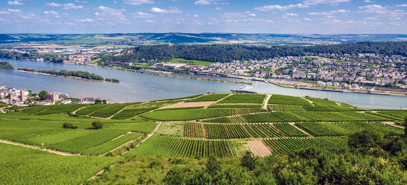 Im Rheingau (hier: Rüdesheim) genießen die am Fluss ­liegenden Weinberge Südlage.