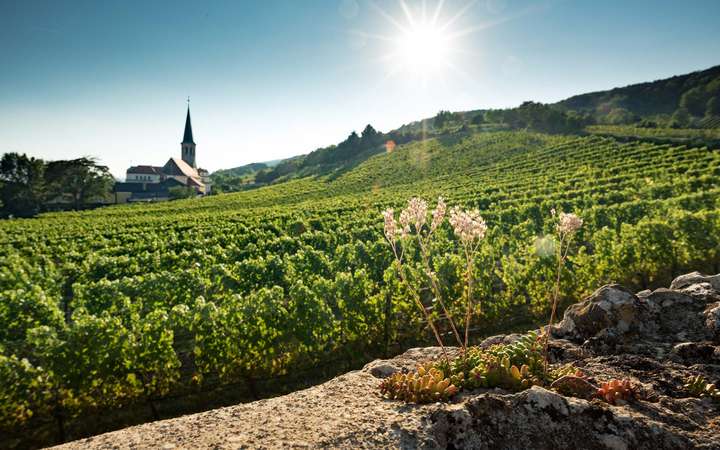 Das Weingut Krug bewirtschaftet 34 Hektar in den besten Lagen rund um Gumpoldskirchen.