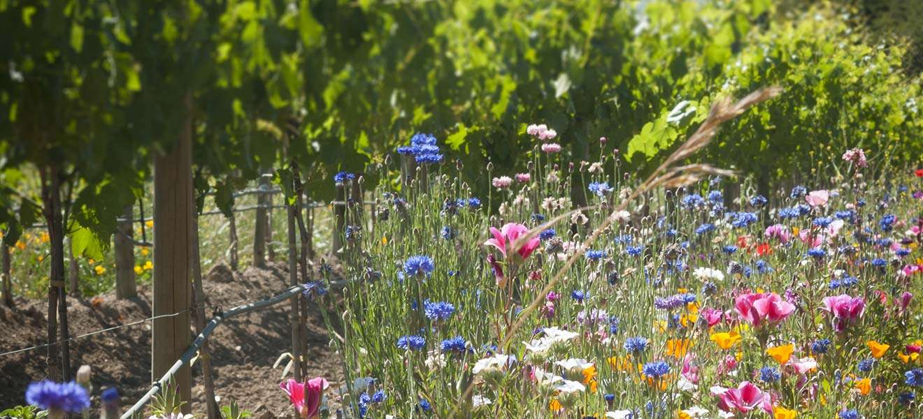 Naturbelassener Weingarten
