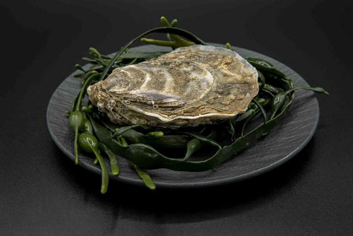 Im Kühlhaus gelagerte Austern verlieren schnell an Aroma und verderben rasch.