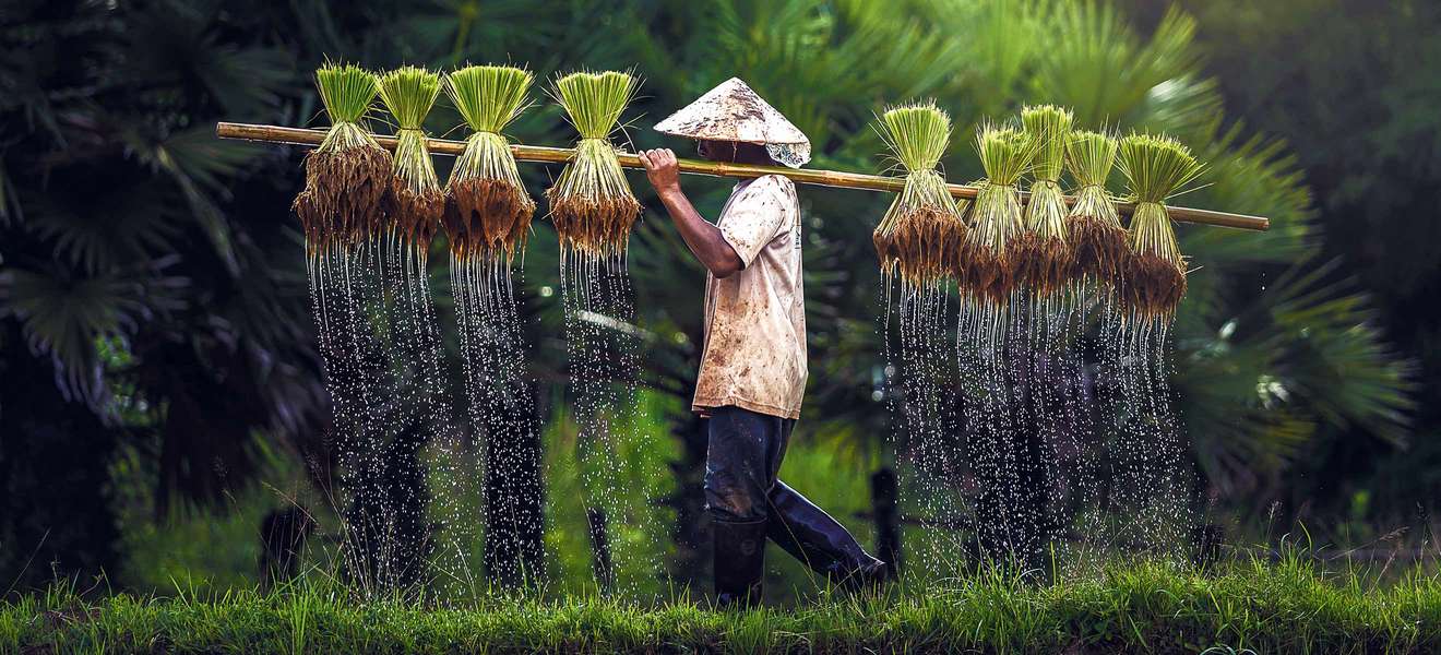 Reis wird oft auf gefluteten Feldern angebaut – ­unbedingt nötig ist das aber nicht. Es erleichtert bloß die Unkrautbekämpfung.