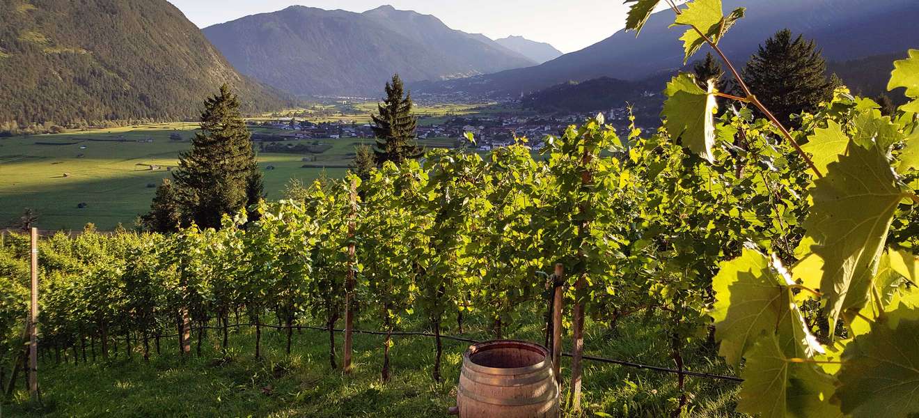 Weingut Flür in Tirol: Die Trauben für Blauburgunder, Sylvaner und Müller-Thurgau werden am Weinberg Apazhof angebaut. 