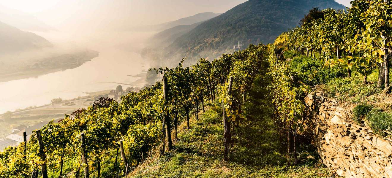 Traum-Ausblick: Die Spitzer Weinlandschaft ist ein beliebtes Ausflugsziel.