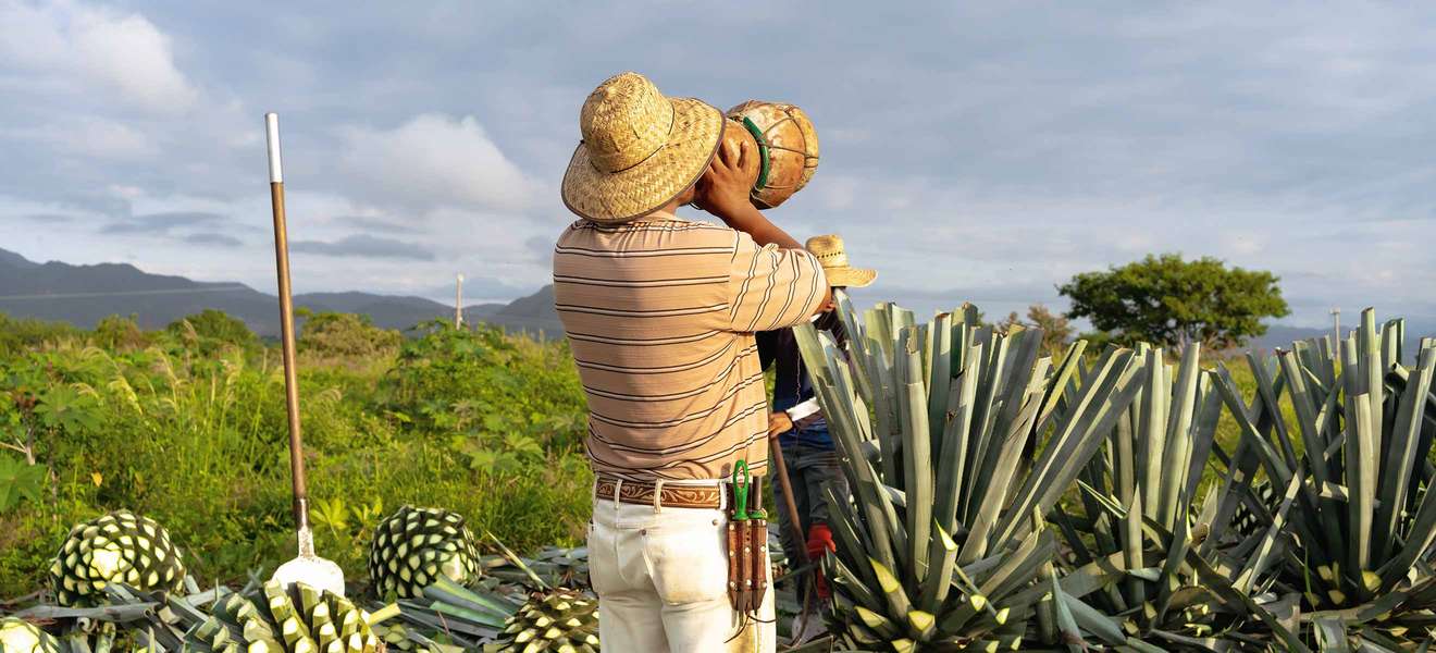 Das mexikanische Nationalgetränk Mezcal wird aus den Herzen der Agavenpflanze destilliert.