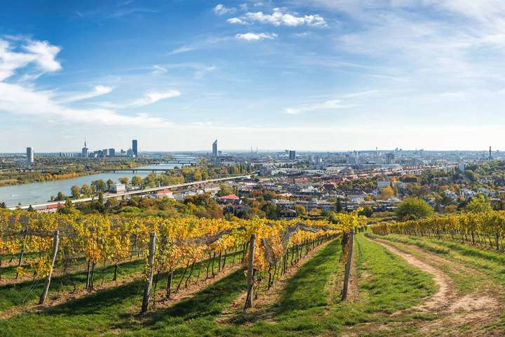 Keine andere Millionenstadt verfügt über einen Weinbau, wie Wien ihn hat. Aktuell wird auf 700 Hektar angebaut.