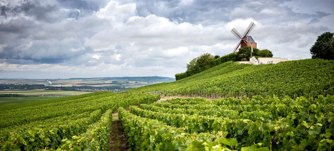Vineyards near Verzenay, Champagne