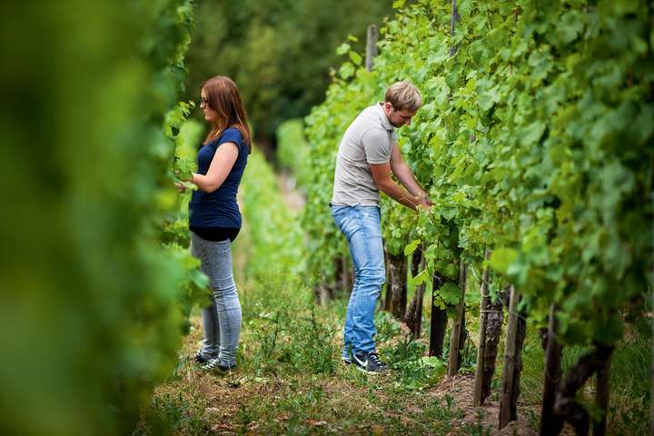 Angelina und Kilian Franzen haben ihre Reben in Europas steilstem Weinberg, dem Bremmer Calmont.
