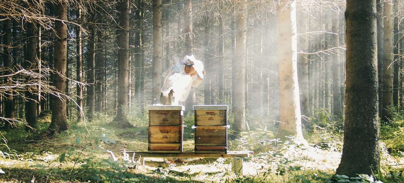Männliche Bienen sind eine wertvolle Eiweißquelle.