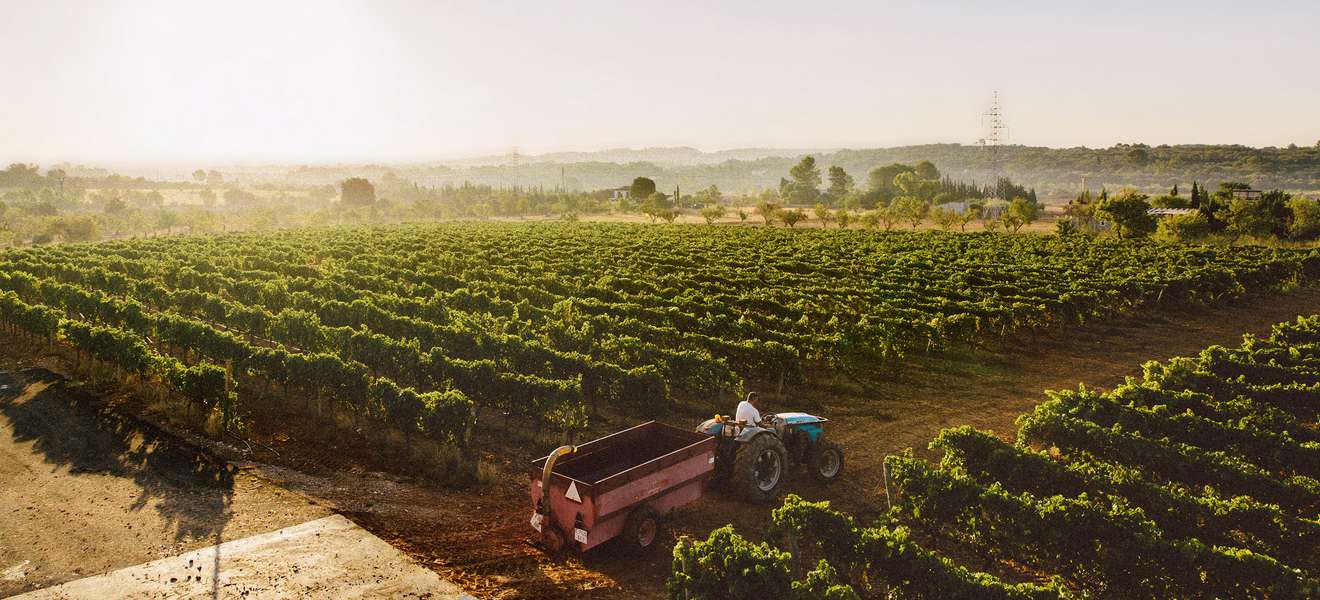 Die Weinbauregion  Binissalem ist berühmt für den Manto-Negro-Rotwein.