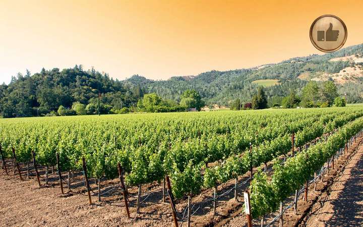 Aus dem kalifornischen Napa Valley kommen aromatische Weine.