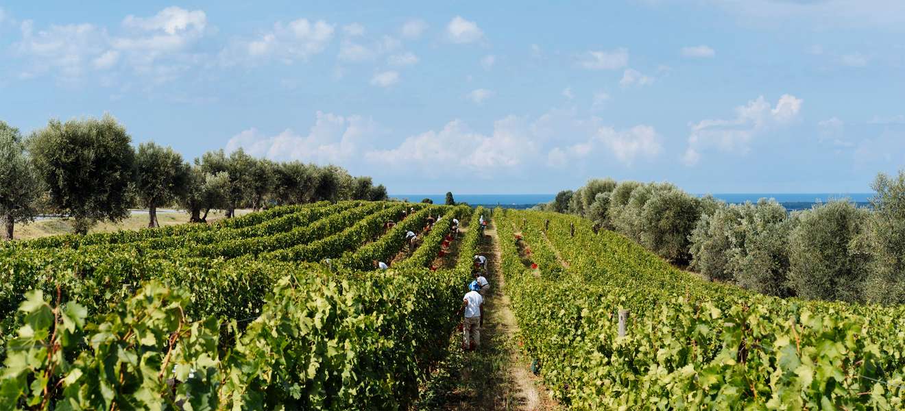 Das Weingut Ornellaia berichtet bereits von einem hervorragenden Potenzial der Trauben.