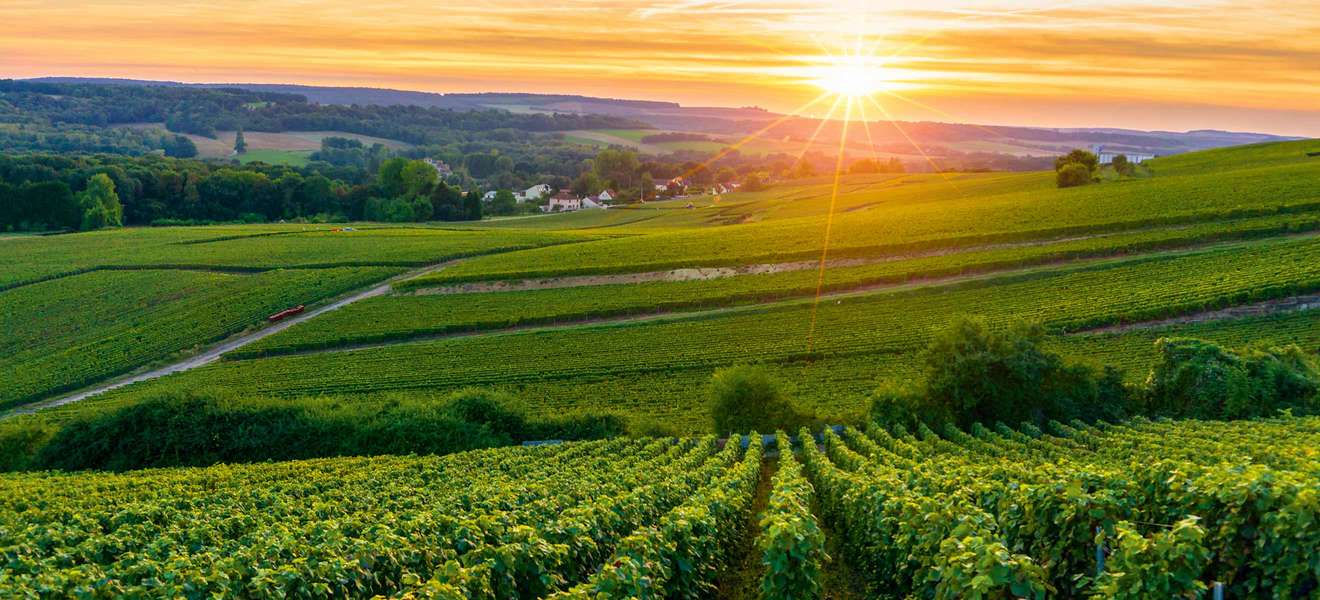 Im Champagner-Gebiet Vallée de la Marne werden auf rund 10.000 Hektar Reben kultiviert.