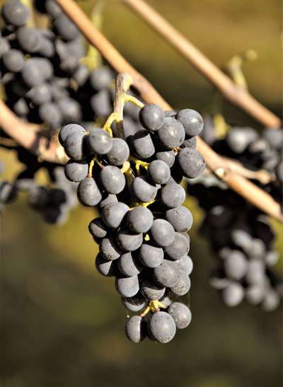Pinot Noir ist die Hauptrebsorte am Taggenberg (u.). Die 40-jährigen Stöcke pflanzte Hans Herzog, der heute in Neuseeland Wein macht.