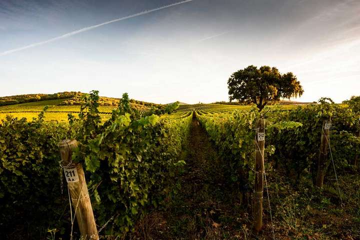 Weingut Monteverro in der Toskana