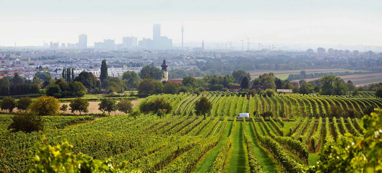 Wien zu Füßen: Blick vom Bisamberg über die Weingärten von Stammersdorf.