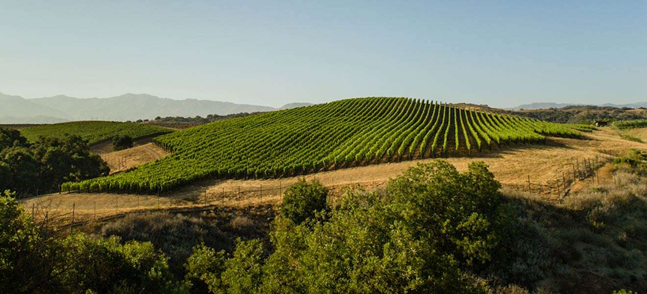 Blick auf die Weinberge des Weinguts Sine Qua Non.