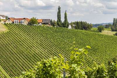Das Weingut liegt in der Südsteiermark.