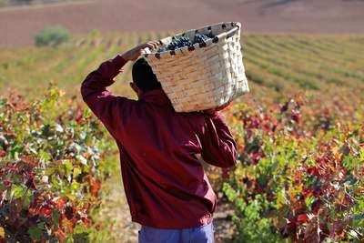 Bis zu 70 Jahre sind die Reben des La-Plana-Weingartens von Marqués de Murrieta bereits alt.